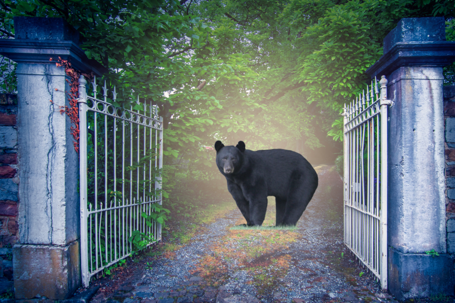 black bear cut out from another image and pasted into a stock image of a country driveway made of gravel with grass having an open iron gate at the foreground.