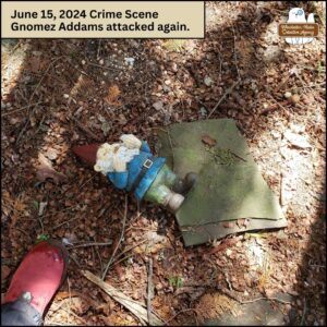 garden gnome with blue shirt, green pants, red conical hat, holding a bluebird; Gnomez Addams toppled off a piece of slate onto the ground; "June 15, 2024 Crime Scene; Gnomez Addams attacked again."