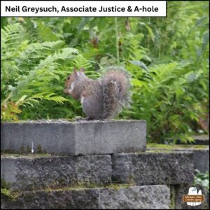 grey squirrel sitting on top of cinder block wall around fern garden with his front mostly away from the camera; Neil Greysuch, Associate Justice & A-hole