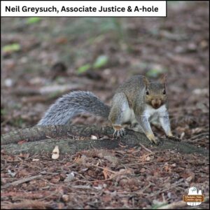 grey squirrel looking startled and guilty, Neil Greysuch, Associate Justice & A-hole; he paused when startled by the camera and held still briefly on a root going through Gnome Grove.