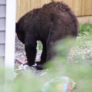 baby bear knocked over garbage bin and is looking for food in the driveway.