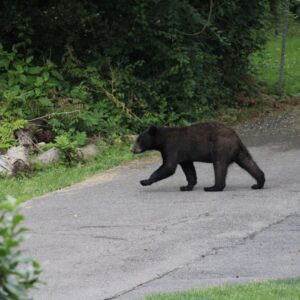 baby bear is crossing over the driveway from one yard to the next.