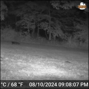 black cat walking across the grass near the woods in a black and white night time image dated Aug 10, 2024 at 9:08PM