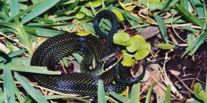 black snake with yellow, green, and aqua small polka dots curled on the ground