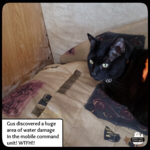 black cat Gus on the bed inside the trailer (mobile command unit) where there is water damage and mold; caption: Gus discovered a huge area of water damage in the mobile command unit! WTFH!!