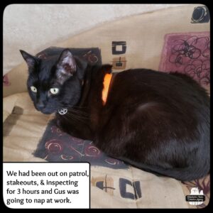 black cat Gus on the trailer's bed where there is water and mold damage; caption: We had been out on patrol, stakeouts, and inspecting for 3 hours and Gus going to nap at work.