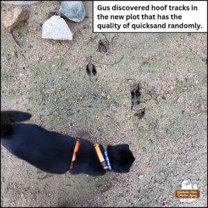 black cat Gus next at the freshly spread out dirt next to the part of the new rock wall. Very deep deer hoof tracks in the wet sandy dirt making it like quicksand.