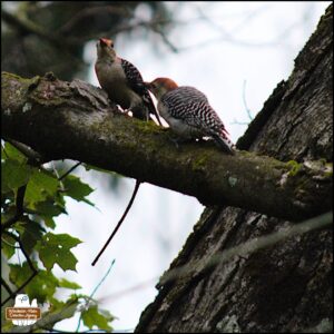 a father red-bellied woodpecker feeding his son on a tree branch