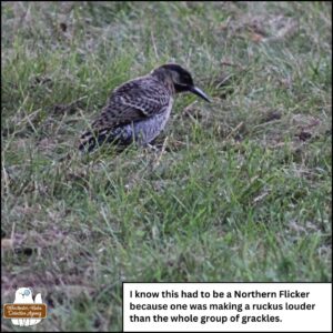 juvenile northern flicker on the grass; caption: I know this had to be a Northern Flicker because one was making a ruckus louder than the whole group of grackles.