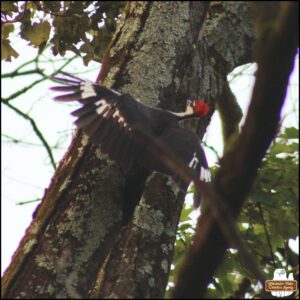 an adult pileated woodpecker (the kind with the pointed red crested head) on the side of a tree; wings spread wide open so you can see the white banding on the black feathers