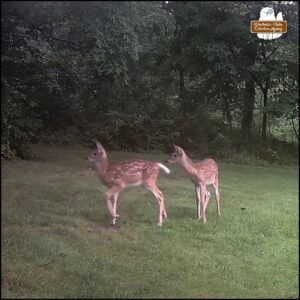 the twin baby fawns, Ochekka and Dani - children of doe Mąera - standing in the grass both staring in the same direction at something.