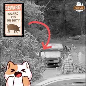 black and white long distance photo of a pick up truck on the far side of the new ranch style gate in the private road; a zoomed in image is set in the left top corner showing the sign "Beware! Guard Pig on Duty"; a red arrow is pointing to where the sign is on the gate; A cartoon cat in the bottom left is laughing; The Grumpy Old Man is visible in the photo walking away from the gate towards the camera.