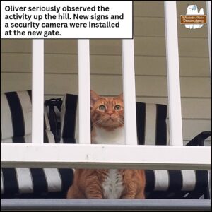 orange tabby with bright white belly and green eyes, Oliver Winchester, is on the upper balcony looking through the railing with intense interest staring at the work being done on the new private gate installation; caption: Oliver seriously observed the activity up the hill. New signs and a security camera were installed at the new gate.