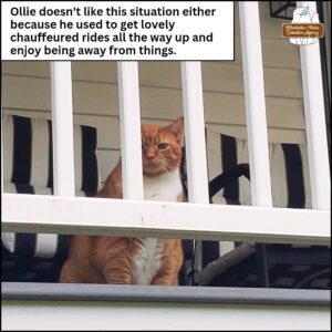 orange tabby with bright white belly and green eyes, Oliver Winchester, is on the upper balcony looking down and to his right with one ear to the side at the railing like he's annoyed; caption: Ollie doesn't like this situation either because he used to get lovely chauffeured rides all the way up and enjoy [sic] being away from things.