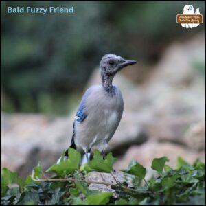 bluejay without a crested top at fortress