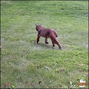 the bobcat walking through the grass away from the camera