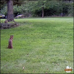 bobcat sitting down in the grass watching the woods for prey