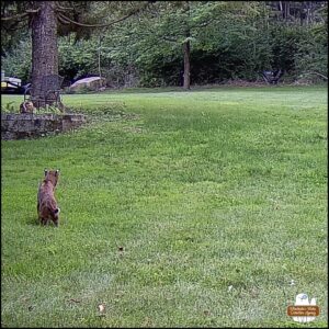 bobcat starts to lower his body with his eyes locked the woods for prey