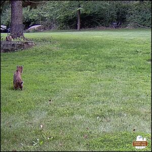 bobcat starts to lower his body with his eyes locked the woods for prey