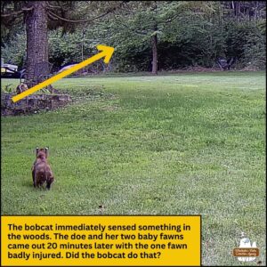 bobcat gets low to the ground with his eyes locked the woods for prey; yellow arrow pointing to woods; caption box: The bobcat immediately sensed something in the woods. The doe and her two baby fawns came out 20 minutes later with the one fawn badly injured. Did the bobcat do that?