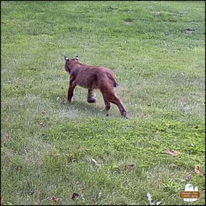 the bobcat walking through the grass away from the camera