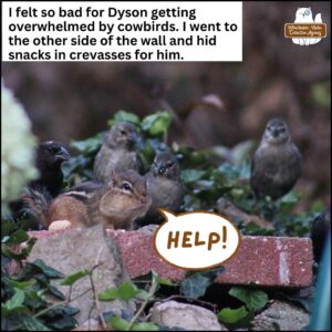 chipmunk Dyson Moretti on a red brick gathering birdseeds and peanuts; Aug 25, 2024 Dyson Moretti is surrounded by cowbirds being brave and not backing down until he gets his snacks; many cowbirds on the rock wall behind him. Dyson: "Help!" caption: I felt so bad for Dyson getting overwhelmed by cowbirds. I went to the other side of the wall and hid snacks in crevasses for him.