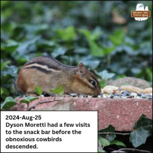 chipmunk Dyson Moretti on a red brick gathering birdseeds and peanuts; Aug 25, 2024 Dyson Moretti had a few visits to the snack bar before the obnoxious cowbirds descended.