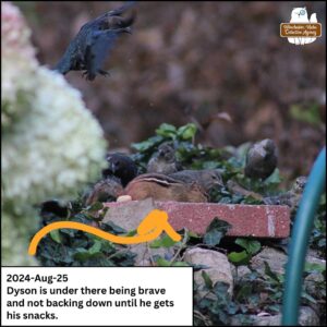 chipmunk Dyson Moretti on a red brick gathering birdseeds and peanuts; Aug 25, 2024 Dyson Moretti is surrounded by cowbirds being brave and not backing down until he gets his snacks; many cowbirds on the rock wall behind him plus one in mid-air about to land.