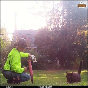 caught on trailcam in the daylight, black cat Gus walking in the grass right towards the camera as biographer Amberis squatting near him as she balances her camera, camera bag, evidence baggies, adventure sac, cell phone, and pink parasol.