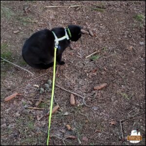 Sept 4, 2024 black cat Gus sitting on the ground (wearing his bright yellow harness and leash) as he stares at a hole