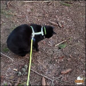 Sept 4, 2024 black cat Gus sitting on the ground (wearing his bright yellow harness and leash) as he stares at a hole