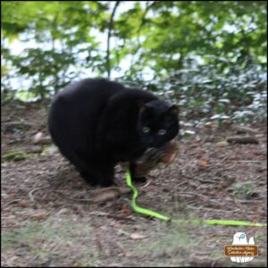 (blurry while I walk and photograph at the same time) Gus with a chipmunk in his mouth,