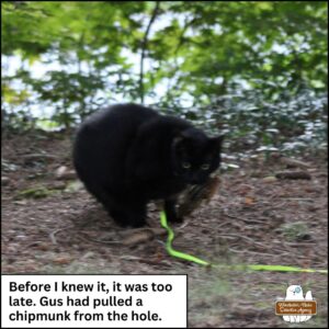 (blurry while I walk and photograph at the same time) Gus with a chipmunk in his mouth; caption: before I knew it, it was too late. Gus had pulled a chipmunk from the hole.