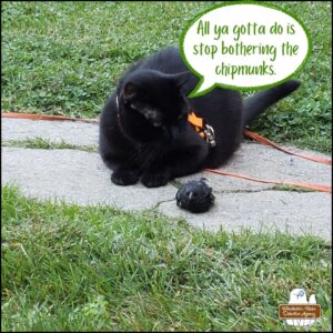 outside on a stone path in the grass, black cat Gus is lying next to the cowbird he caught; Gus is looking over at the bid; they oddly look at peace, but are not. Gus saying, "All ya gotta do is stop bothering the chipmunks."