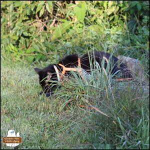 black cat Gus behind tall weeds obscuring that he has a cowbird in his mouth.