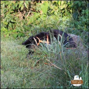 black cat Gus behind tall weeds obscuring that he has snagged a cowbird.