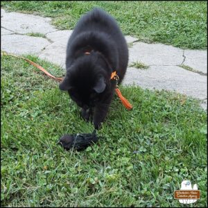 outside, black cat Gus is over the cowbird he caught and looking at it with curiosity; the cowbird "looks comfortable" lying in the grass after the attack.