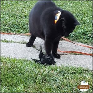 outside, black cat Gus is over the cowbird he caught with his paw down on the bird's upright belly.