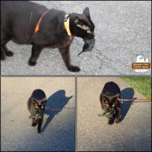 collage of outside, black cat Gus walking on pavement with the cowbird he caught in his mouth.