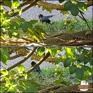 top: cowbird has made it to the other side of the hedge and wings are flapping; bottom: cowbird in the grass on the other side of the hedge where it pauses to recover.