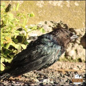 close up of the cowbird next to a curb and weeds after the attack, missing a couple feathers.