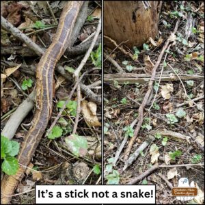 left: close up of a stick that's brown with orange stripes along it with an end that resembles an orange rattlesnake tail. right: from standing up, a photo of the stick in the woods. caption: It's a stick not a snake!