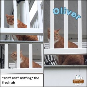 3 images of Oliver Winchester, ginger tabby with white underside and mittens, on the balcony above. One image shows him with head extended and sniffing the fresh air