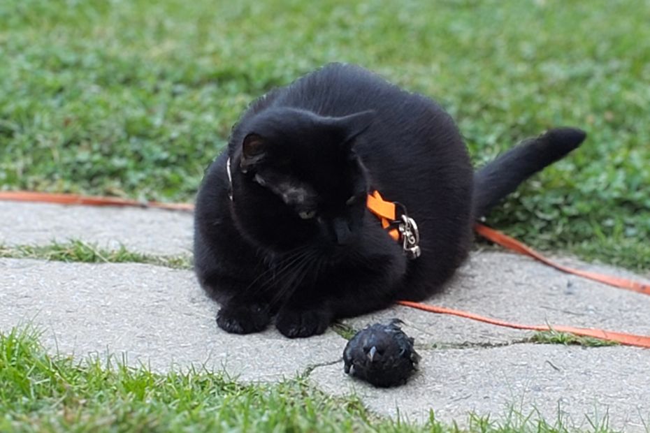 outside on a stone path in the grass, black cat Gus is lying next to the cowbird he caught