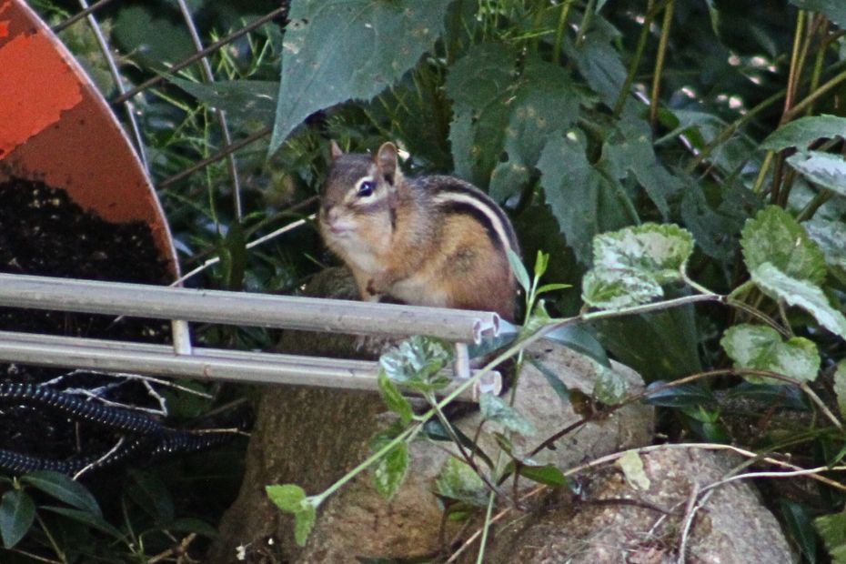 Pipi Lansbury (chipmunk on a rock)