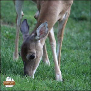 close up of female white-tailed doe deer's head and legs while her nose digs in the grass for food.