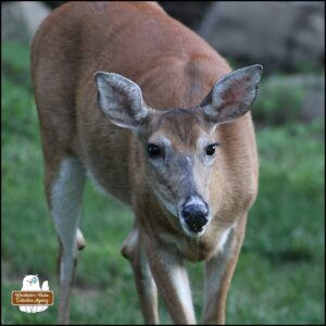 female white-tailed doe deer looking up at camera during a meal