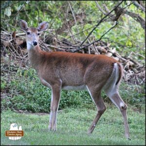 female white-tailed doe deer standing to the side and looking at the camera