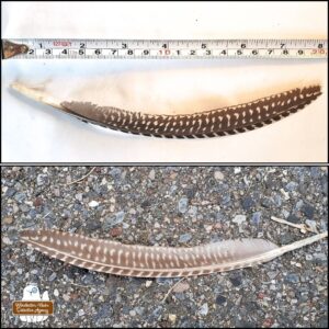 top: brown feather with white spots on a white surface next to a measuring tape showing that while in its natural curve it's 20 cm or 8 inches. bottom: the feather on pavement where it was found. identified as a guinea fowl feather