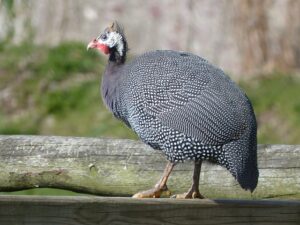 Guinea Fowl, Dale by Robin Drayton